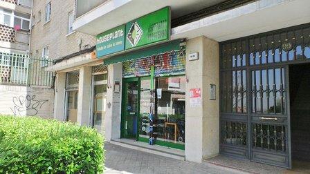 houseplant MORATALAZ