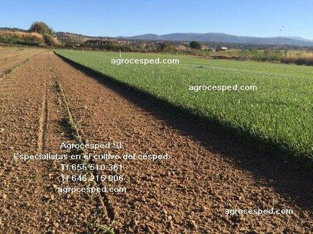 AGROCESPED