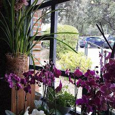 The Peñotes Flower