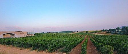Bodega Solterra (Compañía Vinícola Solterra)