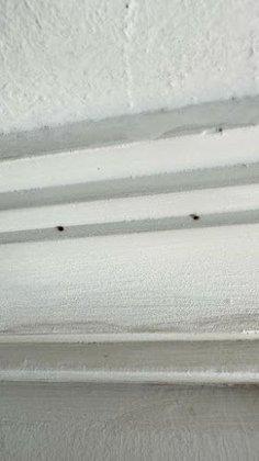 American Pest Control