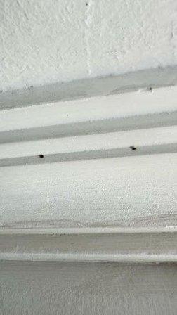 American Pest Control
