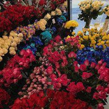 Provocateur Roses