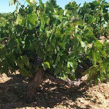 Viña Mambrilla - Ribera del Duero