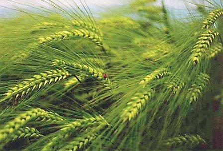 Agropecuaria Famagri S.L.