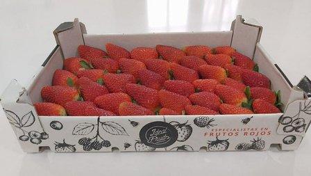 Ideal Fruits