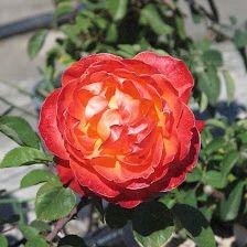 Vivero Oro Verde