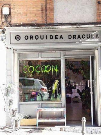 Orquídea Drácula - laboratorio floral