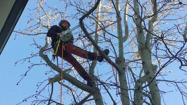 Sweetgardens Tree Care