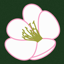 Flores Inoma