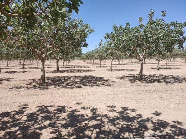 The 49 Pistachios Company S.L.