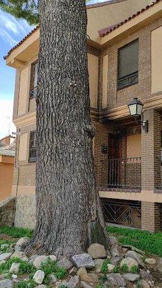 Calle Pino Centenario