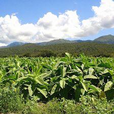 Tabacos y Loterías La Fuente