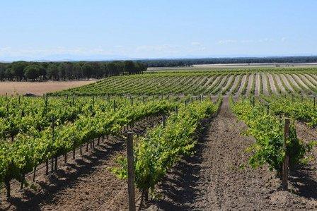 Imparable Vinos y Viñedos
