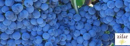 Bodegas Zifar