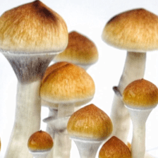 Mushroom lovers