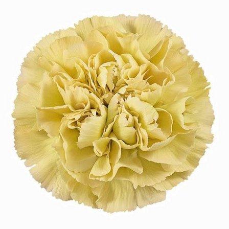 Gradyflor Madrid