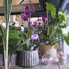 The Peñotes Flower