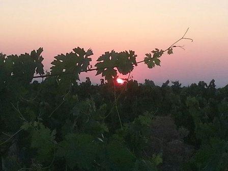 BODEGA NEGÓN S.L. - Ribera del Duero