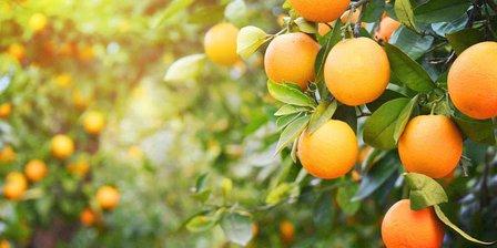 Spanish Fruits & Delicacies S.L.