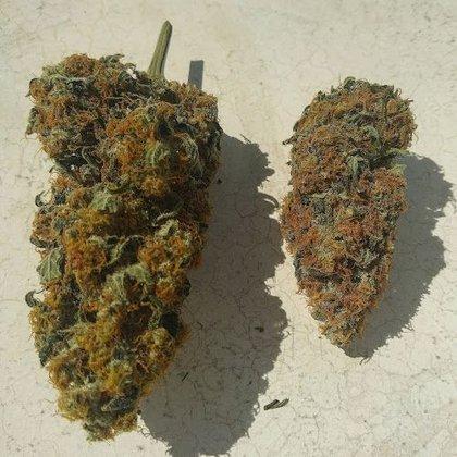 Sativa Jardinería (Cemafe Ingenieria Ambiental SL)