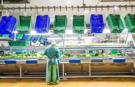 Verdifresh S.L. - Aranda de Duero