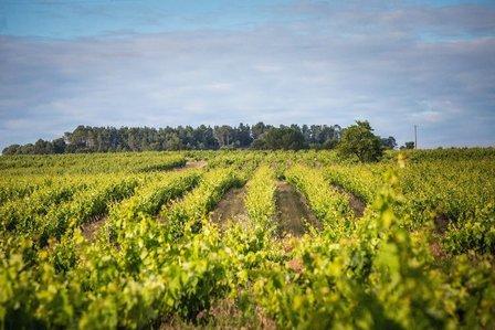 Bodega Finca Torremilanos - Ribera del Duero