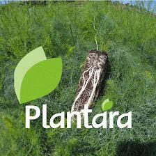 Plantara