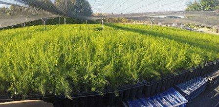 Plantara