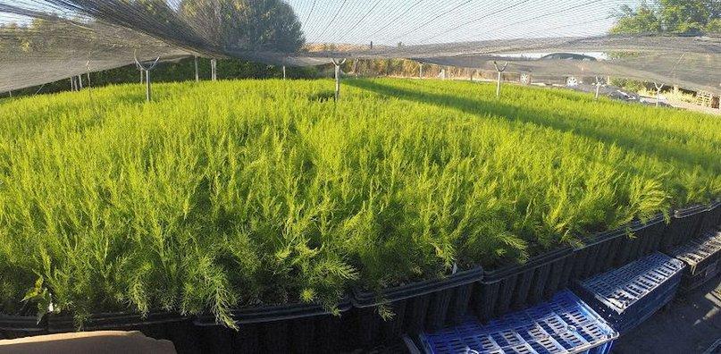 Plantara