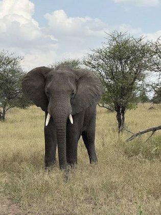 Nyala Tours