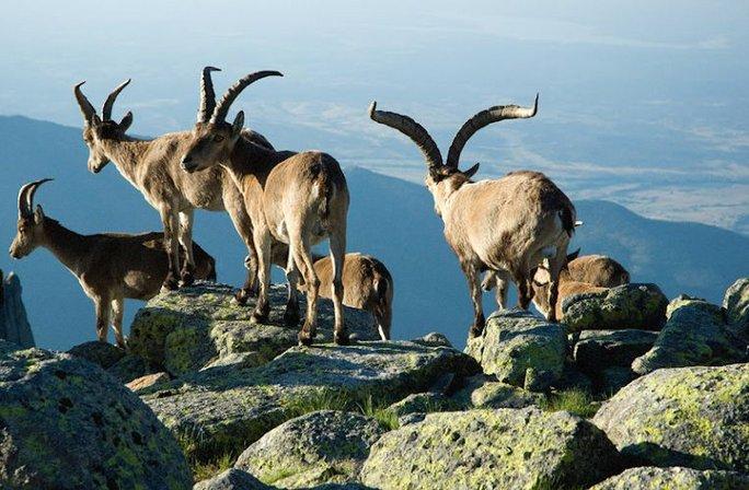 Ibex Spain