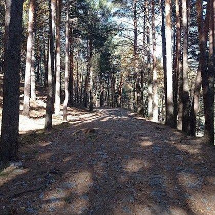 Camino de Puricelli