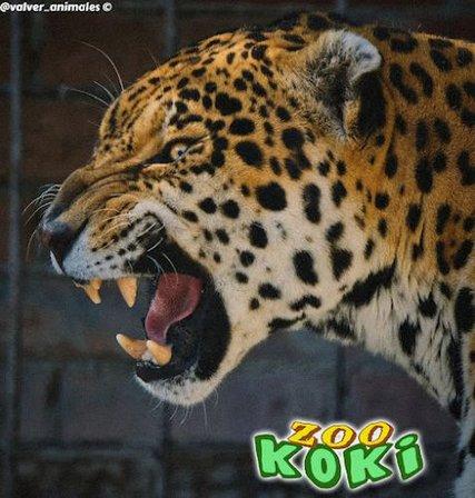 KOKI ZOO (Zoo and botanical)