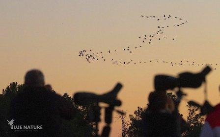 Blue Nature Birding and Nature Tours SL