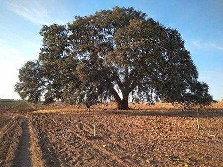 Encina milenaria de Mota del Cuervo