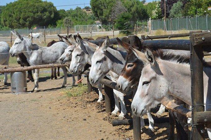 Amigos del Burro - Burrolandia