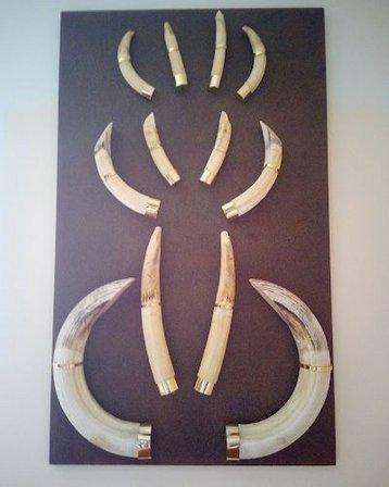 taxidermia arte iberico