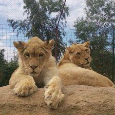 Zoo Safari Wildlife Adventure