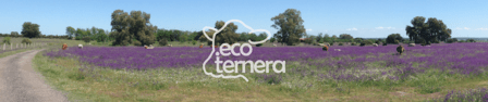 ecoternera