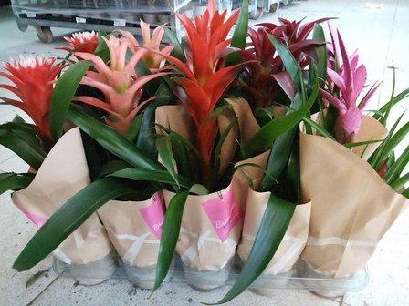 HipergreenFlores S.L