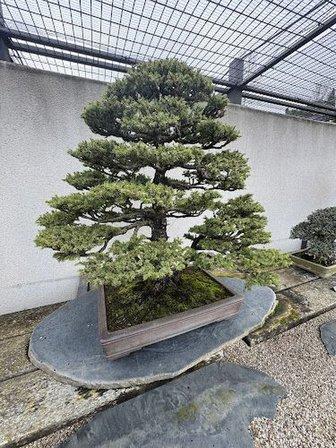 Japonés Garden
