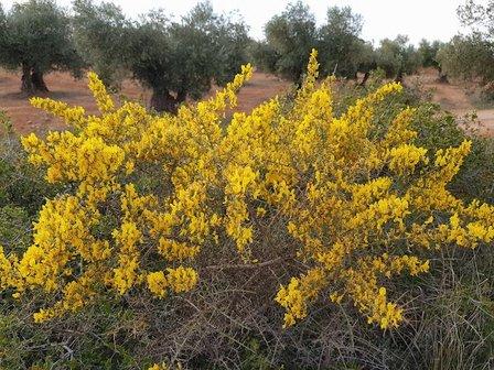 Olivos Valdaracete