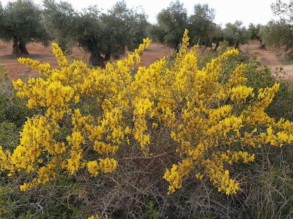 Olivos Valdaracete