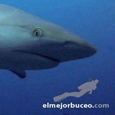 El Mejor Buceo