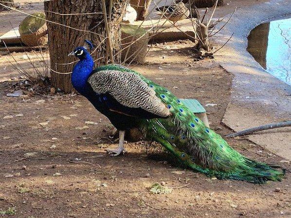 Guadalajara Zoo