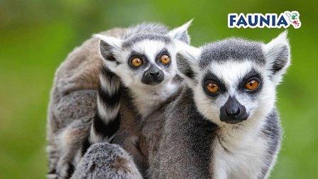 Faunia