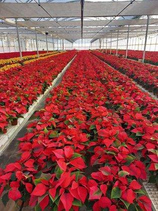 Semilleros Plantorel