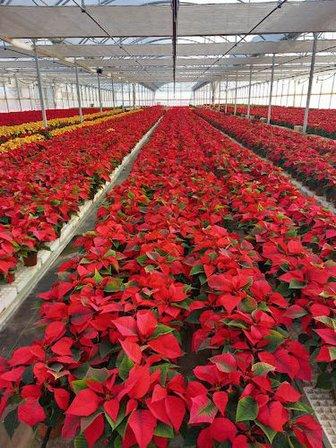 Semilleros Plantorel