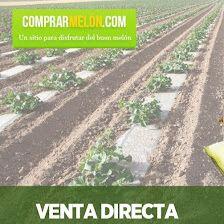Comprar Melón